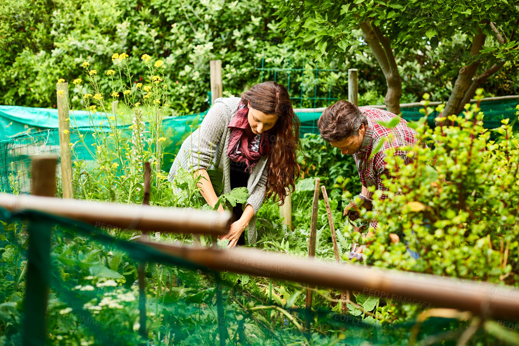 Buy stock photo Shot of a mature couple working in their organic garden