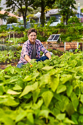 Buy stock photo Portrait of a mature man kneeling in his organic vegetable garden