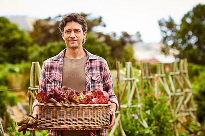 Buy stock photo Portrait of a smiling man holding a basket of lettuce while standing in his organic garden