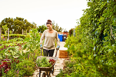 Buy stock photo Shot of a woman pushing a wheelbarrow through her organic garden