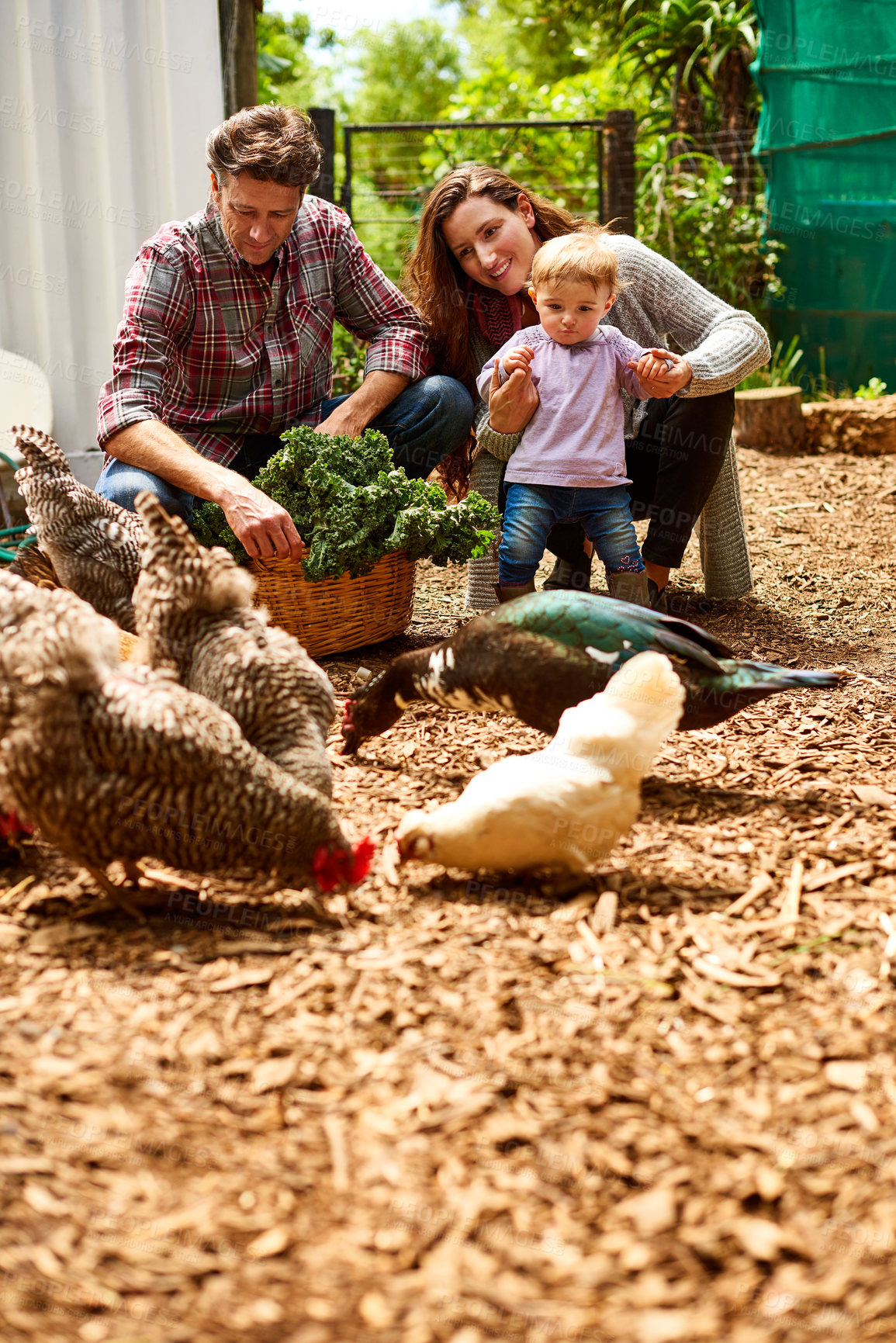 Buy stock photo Shot of a couple with their baby girl walking by chickens in their organic garden