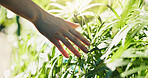 Woman, hands and touch plants in nature for outdoor adventure, peace and grounding for stress relief. Person, feeling leaf texture and sensory walk for self regulation, wellness and sustainability.