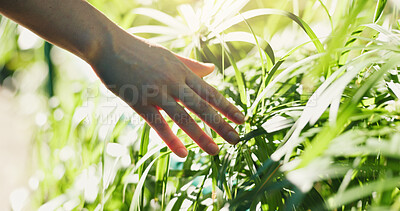 Buy stock photo Woman, hands and touch plants in nature for outdoor adventure, peace and grounding for stress relief. Person, feeling leaf texture and sensory walk for self regulation, wellness and sustainability.