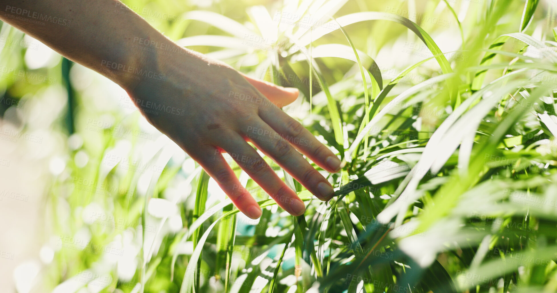 Buy stock photo Woman, hands and touch plants in nature for outdoor adventure, peace and grounding for stress relief. Person, feeling leaf texture and sensory walk for self regulation, wellness and sustainability.