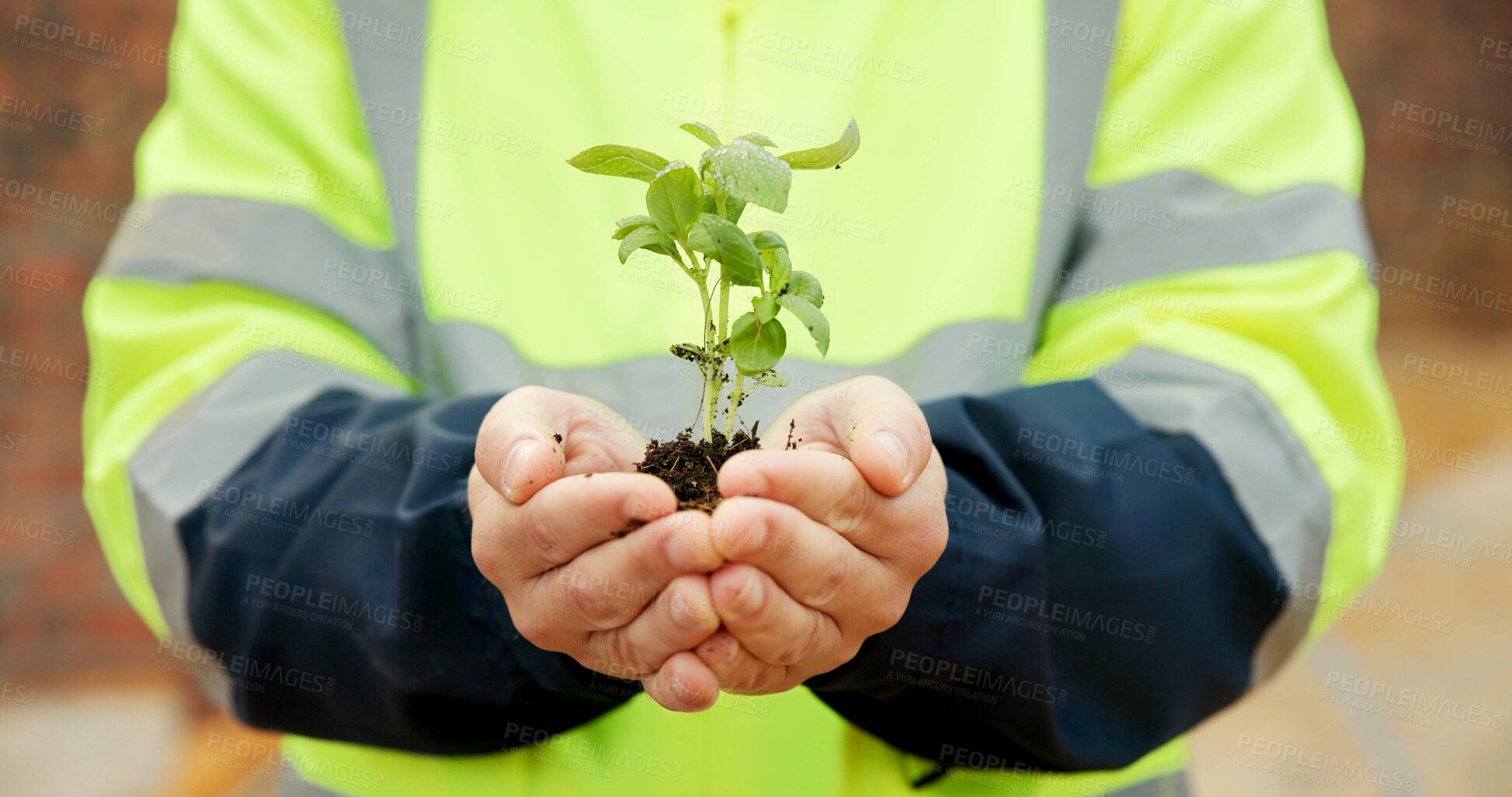 Buy stock photo Hands, engineer and plants at site for growth, construction and sustainability for earth day. Person, soil and leaves in environment for architecture, eco friendly and green energy for infrastructure
