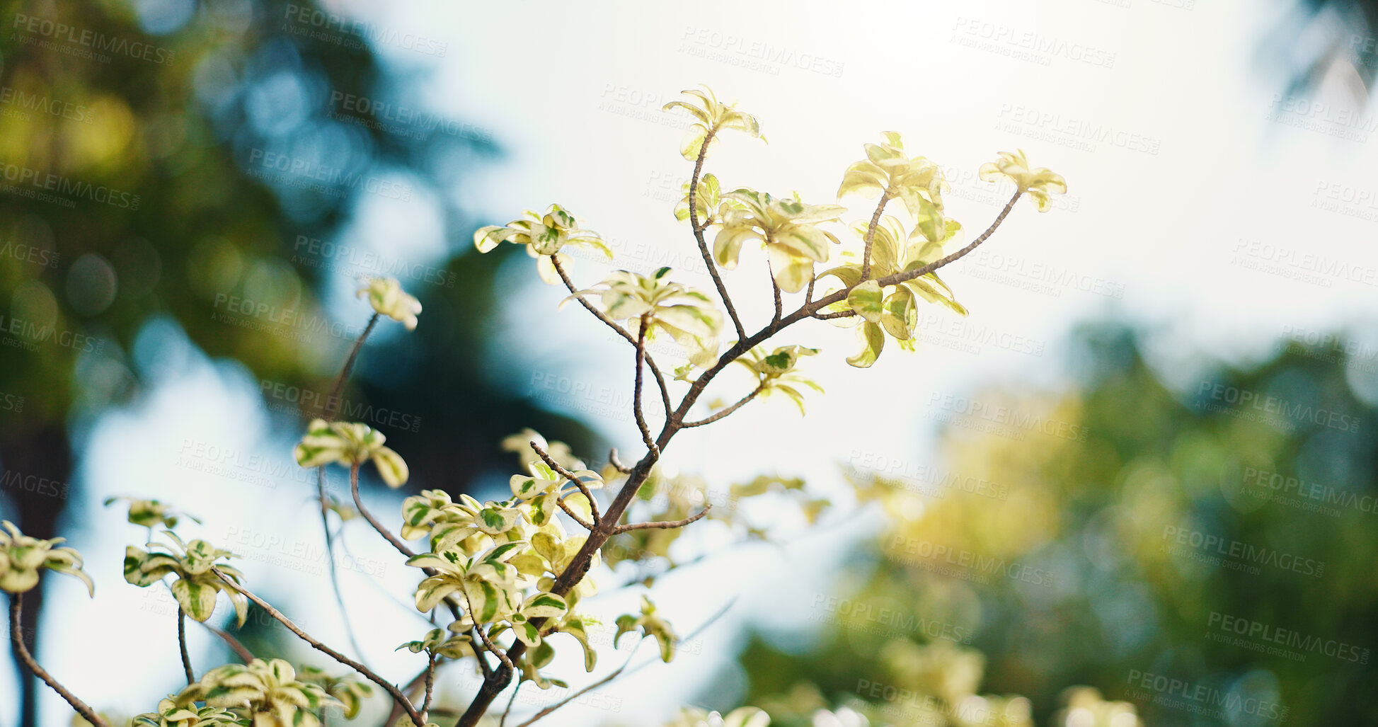 Buy stock photo Nature, growth and tree branch in spring with eco friendly, botanical beauty and bokeh. Outdoor, environmental conservation and green plant with sustainability, leaves and variegata in garden