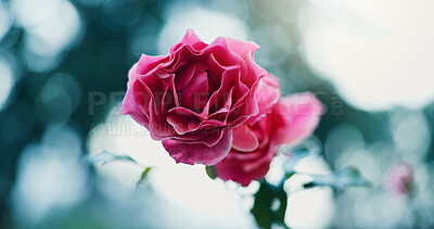 Buy stock photo Growth, petals and rose in garden with sunlight for biodiversity, gardening or horticulture hobby. Botanical foliage, flare and plant in nature for environment conservation or green sustainability