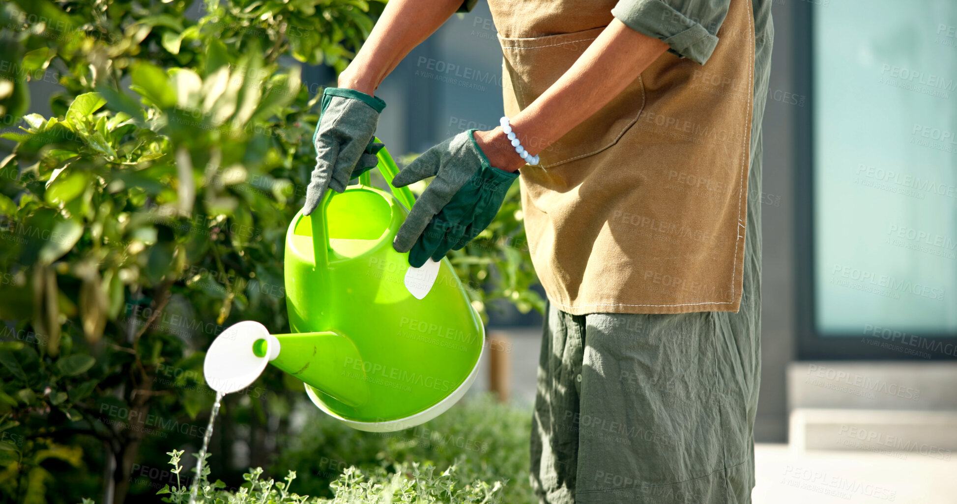 Buy stock photo Hands, person and water plants in garden for soil hydration, gardening and healthy development. Gloves, gardener and can outdoor for routine maintenance, natural growth and eco friendly hobby at home