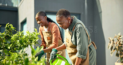 Buy stock photo Senior, mother and woman watering plants for natural growth, healthy development or bonding hobby. Black family, adult daughter or happy pensioner with gardening, moisture and home garden maintenance