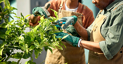 Buy stock photo Hands, mother and woman pruning for gardening, healthy growth or dead leaf removal with support. Maintenance, adult daughter and mom with shears, plant care help and routine trim with bonding at home