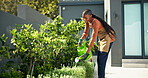 Maintenance, plant or woman in backyard with watering, hydration upkeep or gardening in horticulture. Nurture, happy or black person with can, greenery management or growth cultivation in home botany