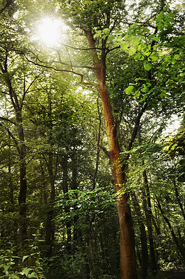 Buy stock photo Sunshine, trees and forest landscape in nature for sustainability, ecosystem or travel destination. Fresh air, eco friendly environment and foliage for conservation, natural tourism or flare in woods