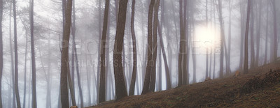 Buy stock photo Environment, trees or forest landscape with fog for travel location, winter scenery or sustainability. Banner, pine trunk or empty background in woods with misty atmosphere or countryside destination