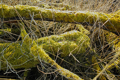 Buy stock photo Forest, plants and tree trunk with moss in nature for sustainability, natural habitat and ecology. Rainforest, ecosystem and growth on logs in countryside for biodiversity or eco friendly environment