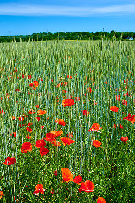 Buy stock photo Nature, plants and red flowers outdoor on farm for growth, agriculture or sustainability. Field, organic and poppies in grass for horticulture in countryside for natural environment in Denmark.