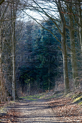 Buy stock photo Landscape, nature or trees with road in forest for travel journey, adventure or eco friendly path. Natural background, woodland or sustainable route for holiday location or scenic view in countryside