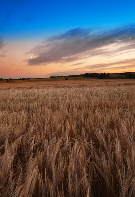 Buy stock photo Nature, landscape and field with wheat in countryside for environment, ecosystem and crops. Natural background, farm and meadow with barley, grain and plants for growth, sustainability or produce