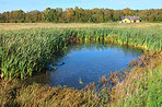 Grass, nature and river by trees in woods with plants for summer in countryside for location. Agriculture, sustainability and water stream for natural and organic environment in forest in Denmark.