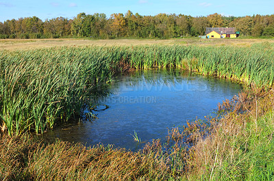 Buy stock photo Grass, nature and river by trees in woods with plants for summer in countryside for location. Agriculture, sustainability and water stream for natural and organic environment in forest in Denmark.