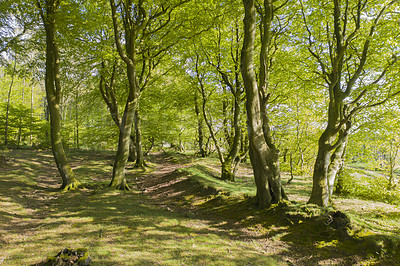 Buy stock photo Plants, nature and landscape of trees in field with grass for summer in countryside location. Agriculture, sustainability and growth of leaves with lawn for natural and organic environment in Denmark