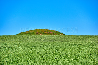 Buy stock photo Nature, blue sky and field of grass in countryside for sustainability, terrain and environment. Background, landscape and meadow with plants for ecosystem, growth and scenic view for destination