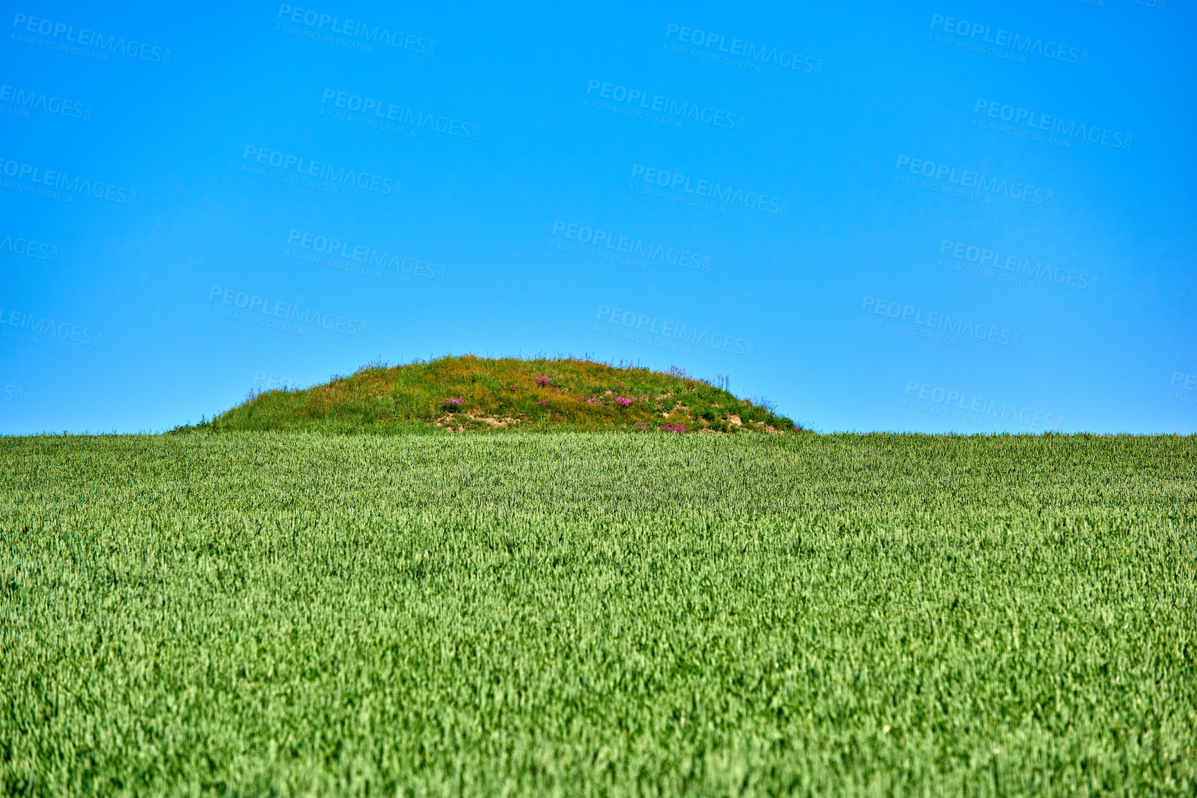 Buy stock photo Nature, blue sky and field of grass in countryside for sustainability, terrain and environment. Background, landscape and meadow with plants for ecosystem, growth and scenic view for destination