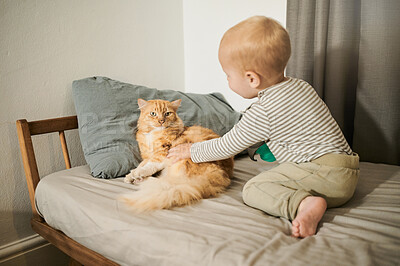 Buy stock photo Child, cat and bonding with love and care in home bedroom for fun, growth and development. Male toddler kid play with pet animal for learning, friendship or happiness on a bed while curious and happy