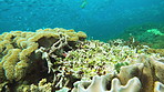 Coral reefs contain the most diverse ecosystems on the planet