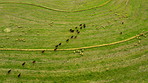 Hungry grazers love a good green field