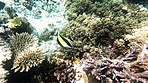 No guesses why they call it a butterfly fish
