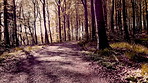 Forest in false colour