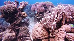 The richly diverse sea life of the coral reef