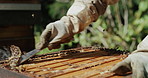 In the business of making honey