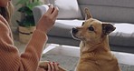 Closeup of cute furry brown dog giving paw to shake owner's hand at home. Woman teaching pet tricks and rewarding treats for being good and obedient. Training animal with food to perform handshake
