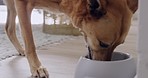 Closeup of cute furry brown dog feeding from a bowl of food at home. Face of pet eating munching on daily healthy nutritious wet or dry food with vitamins for growth 