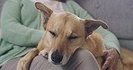 Closeup of a unknown woman petting a cute dog  while it sleeps on her lap. Close-up. Trust, calm, care, friendship, love moment. Happy cozy moments of life. Stay at home and rest
