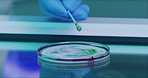 Closeup of a scientist using petri dish with cotton swab in liquid solution. Medical biologist using glass plate for virus testing at a research lab facility. Researcher analyzing bacteria sample