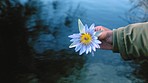 Closeup of man or woman holding a flower above water. Person with a plant or flowerhead in hand at the lake or dam. Someone in nature admiring the flora and its beauty. Individual turning a star lotus