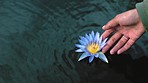 Closeup of a hand reaching for a flower floating on the water surface. A woman touching or holding a blue and yellow flower in a lake or pond. Someone turning a flower and admiring the flora in nature