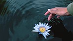 Closeup of a woman playing with a flower in a dam from above. Person moving a plant with their hands at a lake. Someone in nature admiring the flora and its beauty. Individual turning a water lily