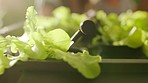 Hydroponic, organic and sustainable lettuce production through innovation, modern agriculture system for environmentally healthy produce. School children working on biology or science project
