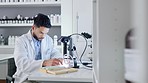 Healthcare, doctor and laboratory scientist using microscope to examining monkeypox virus. Serious medical professional engineer doing research with scientific equipment for breakthrough cure.