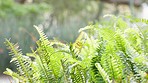 Green fern, tropical and natural forest with trees, plants and shrubs for a nature background. Landscape of wilderness, environment and ecosystem outdoors. Rainforest, woods or greenery and tranquil