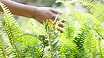 Nature, hands and touching fern plant while on outdoor landscape walk in green woods environment. Sustainable, natural and organic plant leaves growing in peaceful forest scenery habitat.