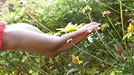 Yellow daisy flower plant in woman hand for outdoor spring season gardening with growth or garden landscaping. Person touching flowers in a park or nature green environment for calm, relax and beauty