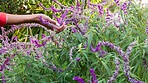 Hands, lavender flowers and nature garden for zen and calm aromatherapy plants medicine landscape. Beautiful and sustainable bush with herbal aroma for anxiety, stress and a peaceful mind.