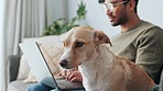 Business, laptop and man with dog on a sofa, working remote while bonding with his pet in a living room. Management, email and online task with asian guy freelancer enjoy comfort of work from home
