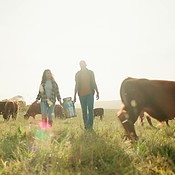 Farm, cow and milk with couple in countryside working together for ...