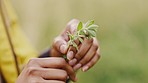 Ladybug, plant and woman hand in nature with sustainability, gardening growth and plants. Garden leaf in spring with ecology and sustainable development relax in a park with green leaves outdoor