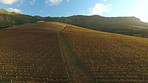 Vineyards in Autumn